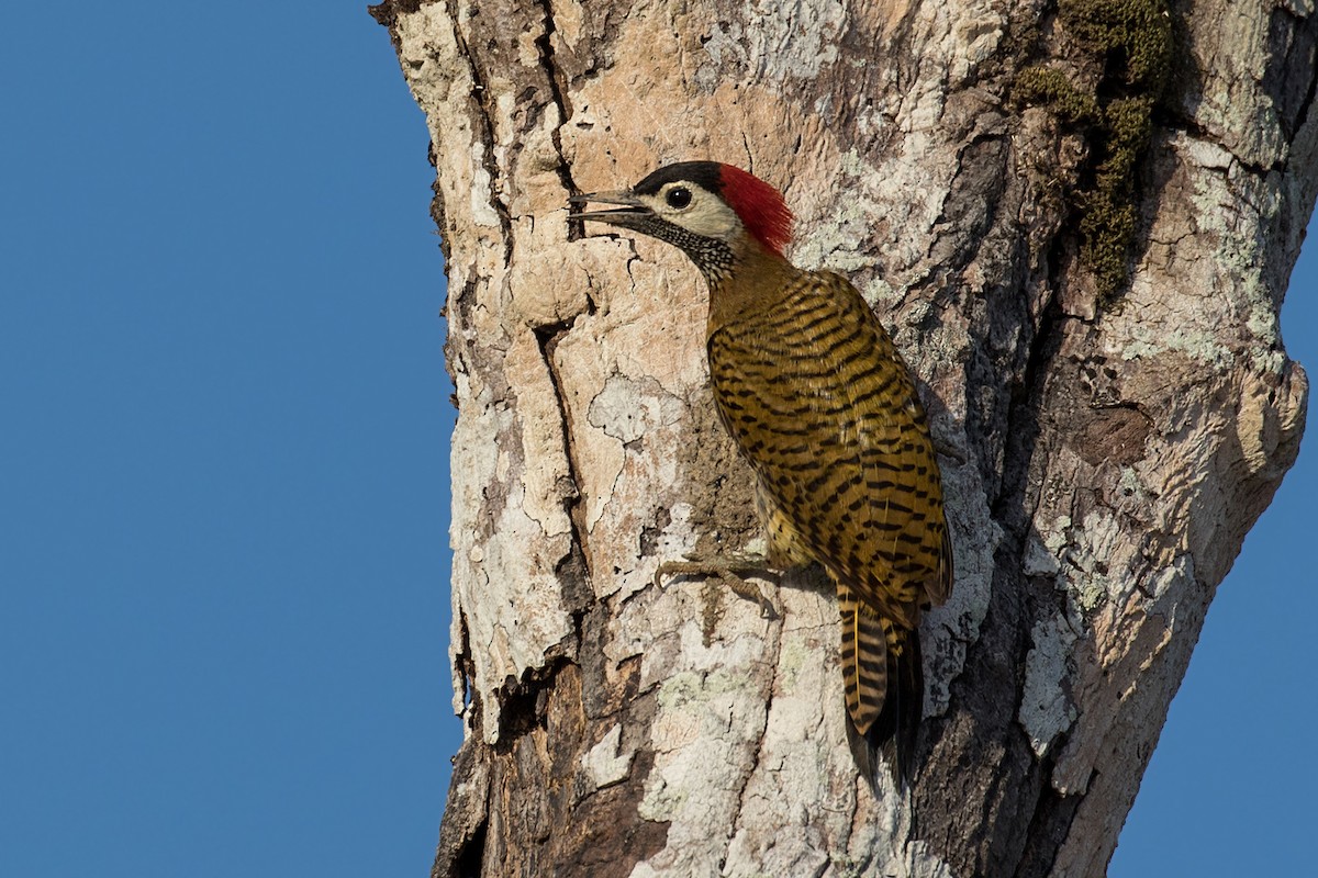Spot-breasted Woodpecker - Alexandre Gualhanone