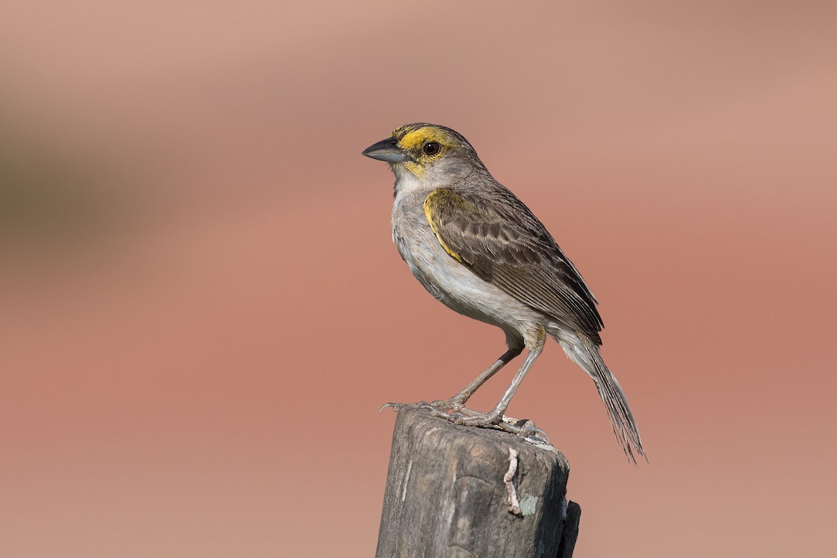 Yellow-browed Sparrow - Alexandre Gualhanone