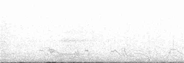 Snow Pigeon - ML149548251