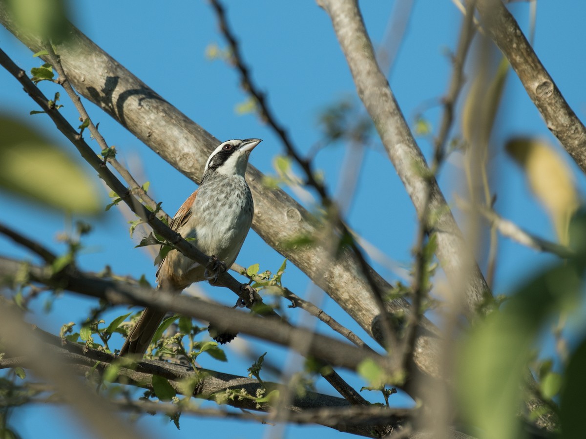 Stripe-headed Sparrow - Nick Athanas
