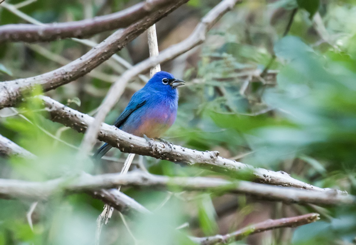 Rose-bellied Bunting - Nick Athanas