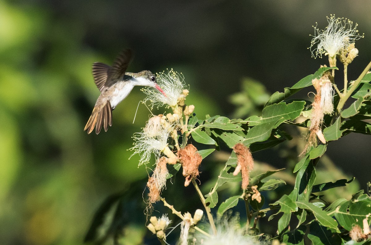 Green-fronted Hummingbird (Green-fronted) - ML149549391