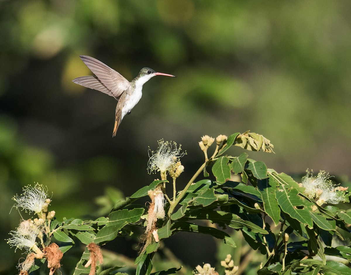 Green-fronted Hummingbird (Green-fronted) - Nick Athanas