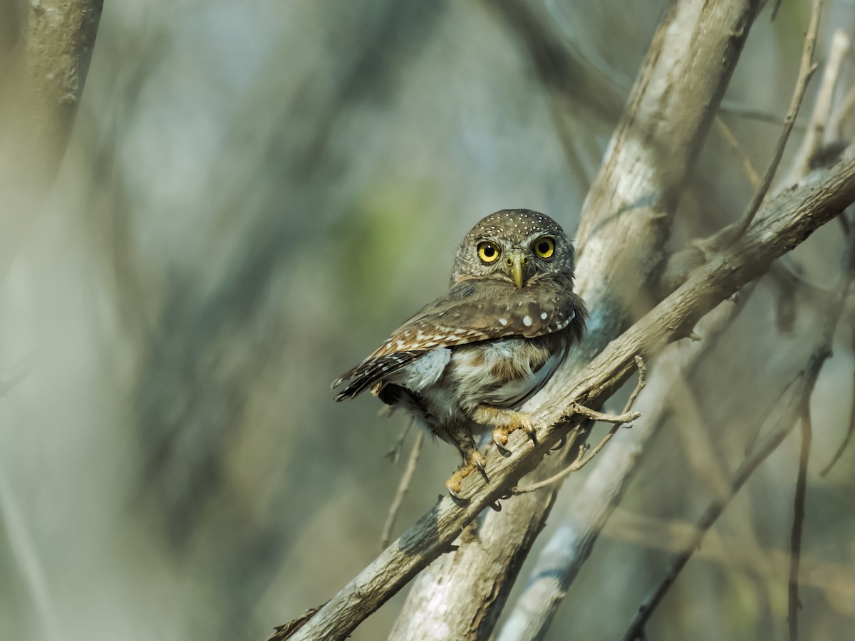 Colima Pygmy-Owl - Nick Athanas
