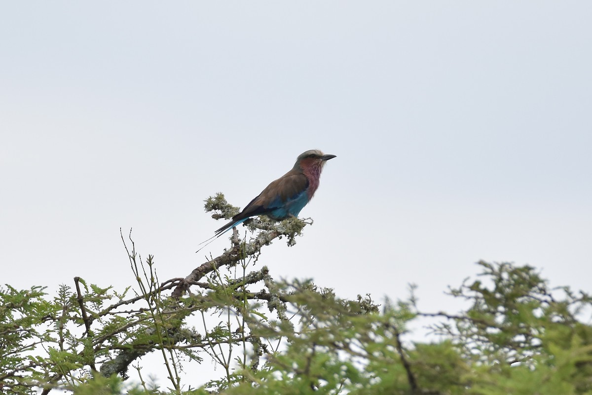 Lilac-breasted Roller - ML149550351