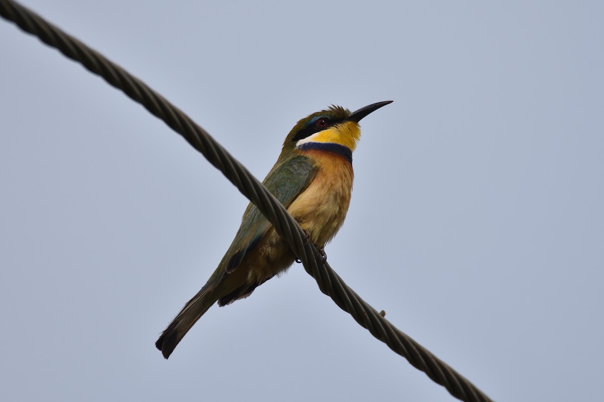 Blue-breasted Bee-eater - Santiago Caballero Carrera