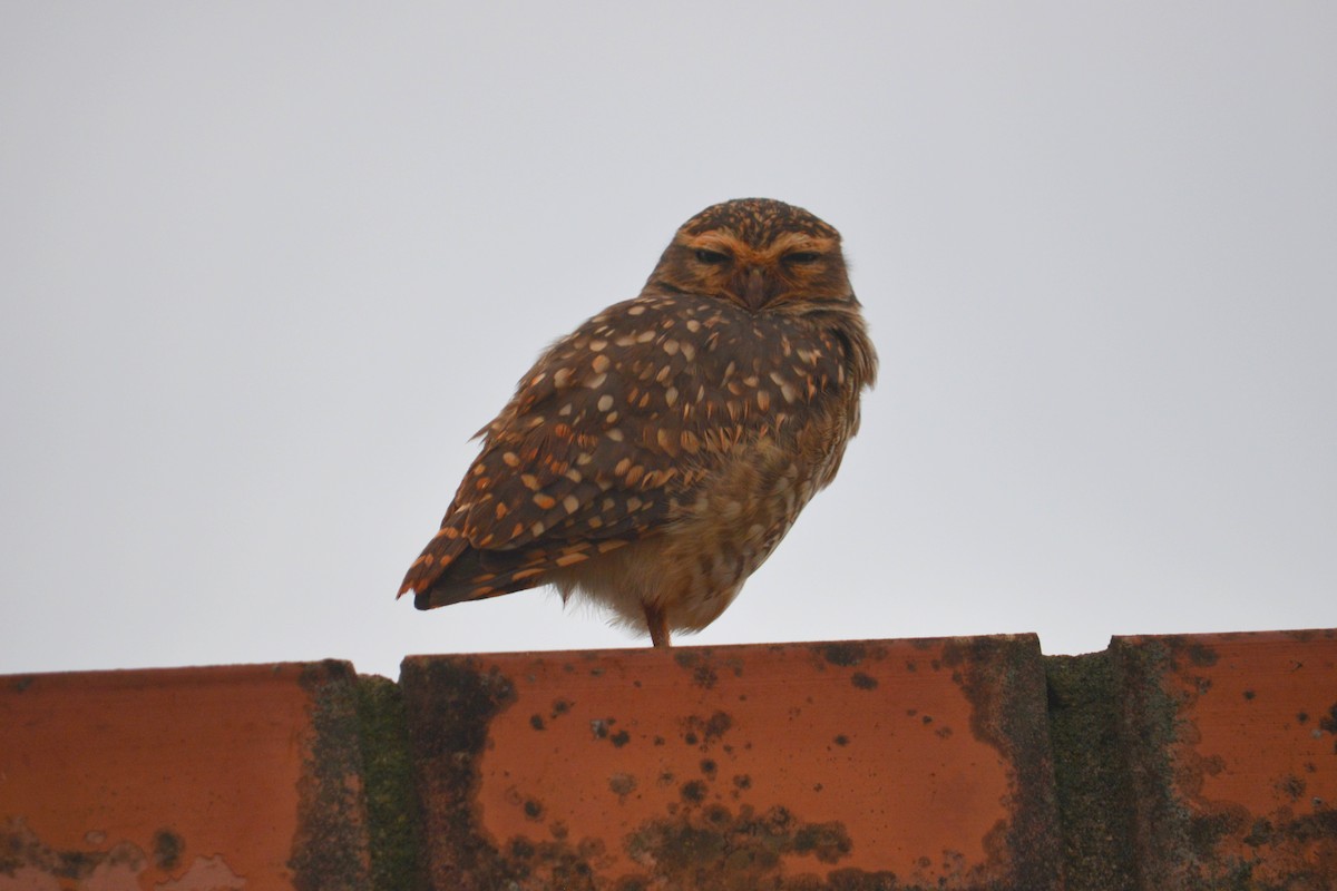 Burrowing Owl - Ben Phalan