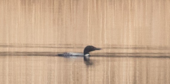 Common Loon - Matthew Skalla