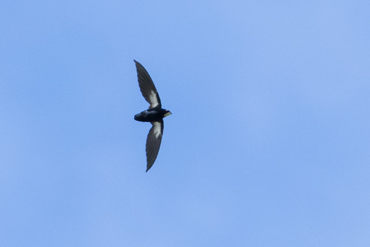 Philippine Spinetailed Swift - Louis Bevier