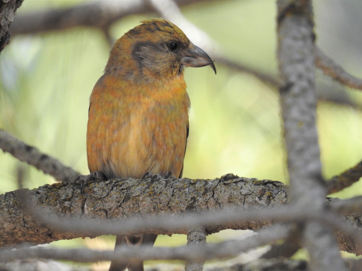 Red Crossbill - Tina Toth
