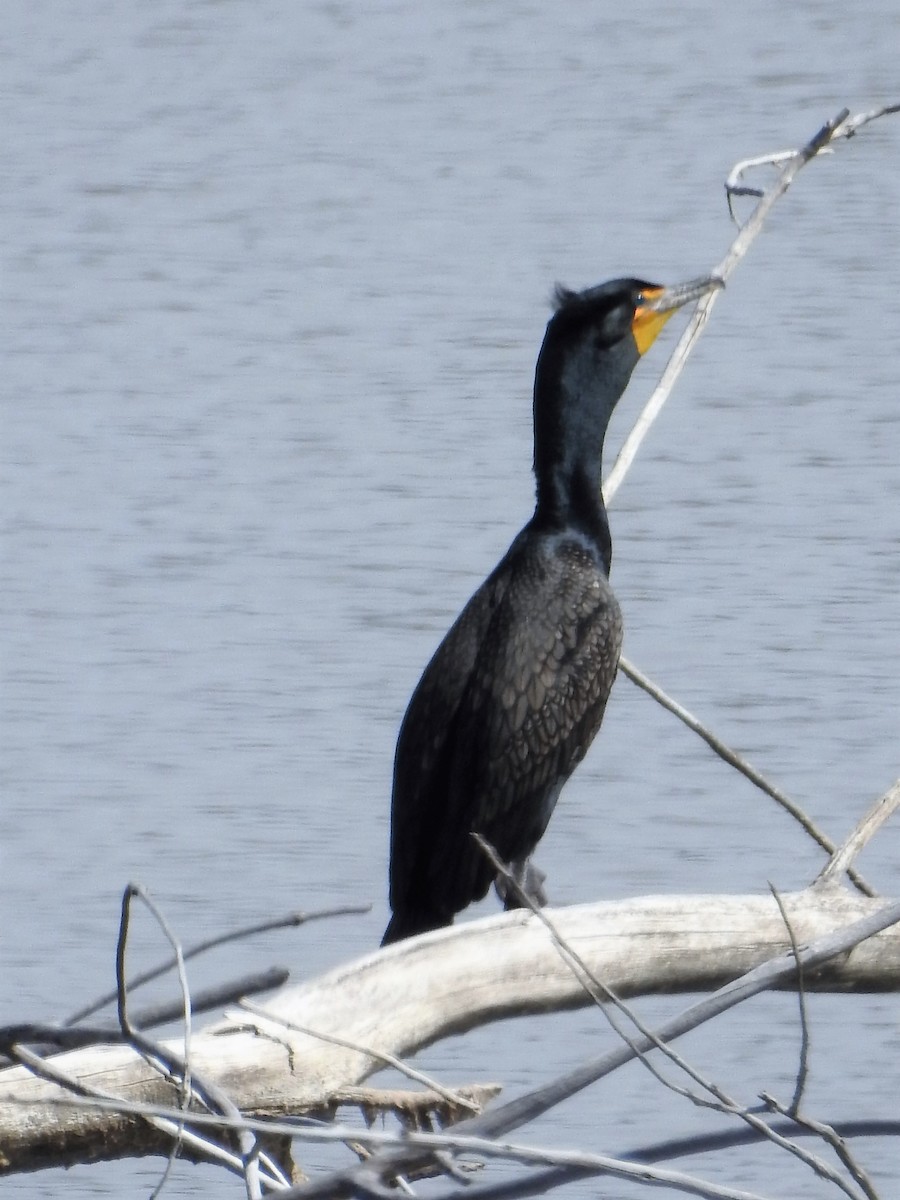 Double-crested Cormorant - Tina Toth