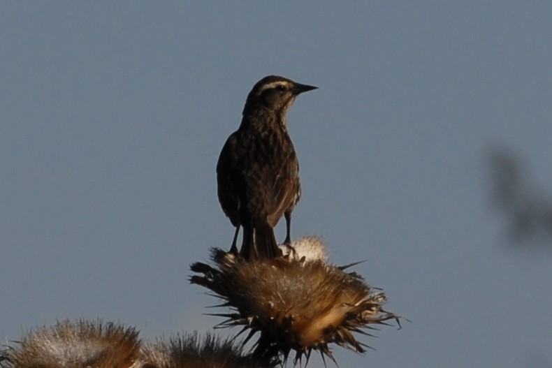Long-tailed Meadowlark - Cathy Pasterczyk