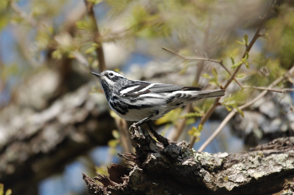 Black-and-white Warbler - ML149564641