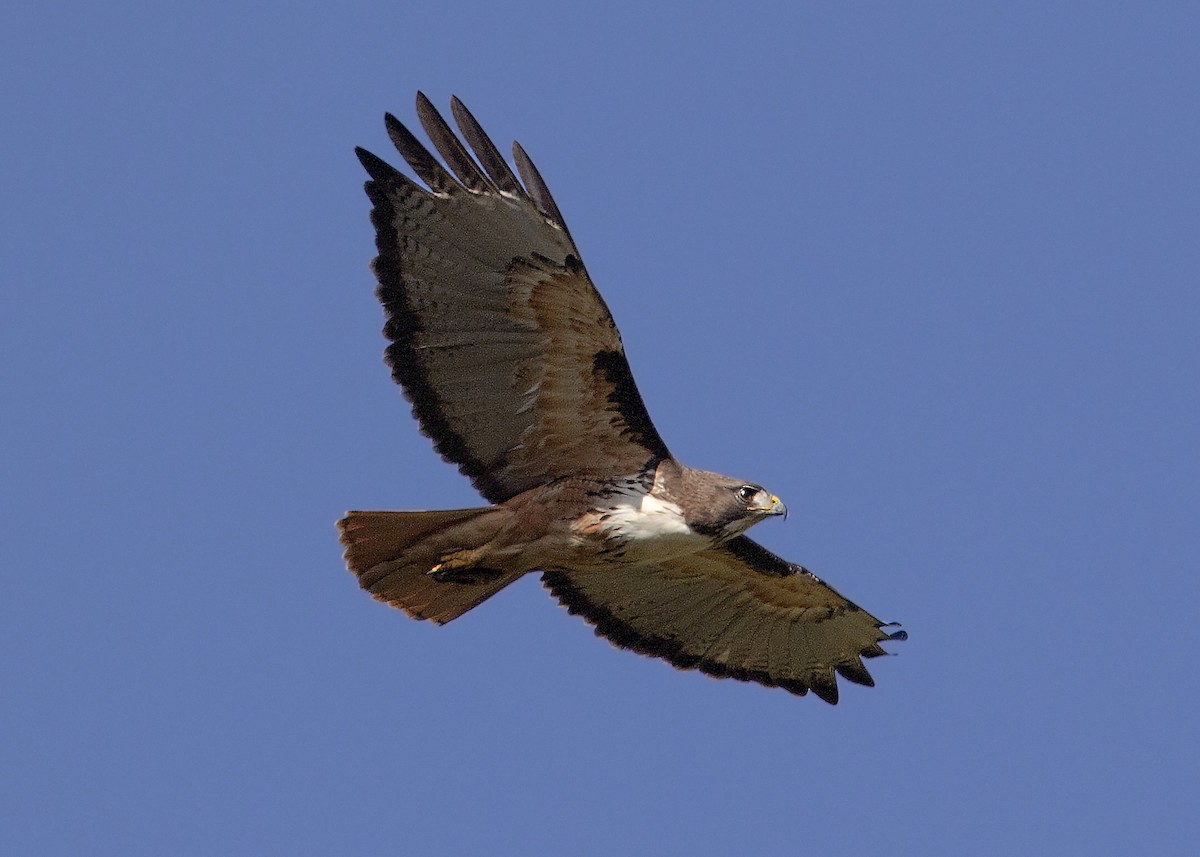 Red-tailed Hawk (costaricensis) - ML149564961