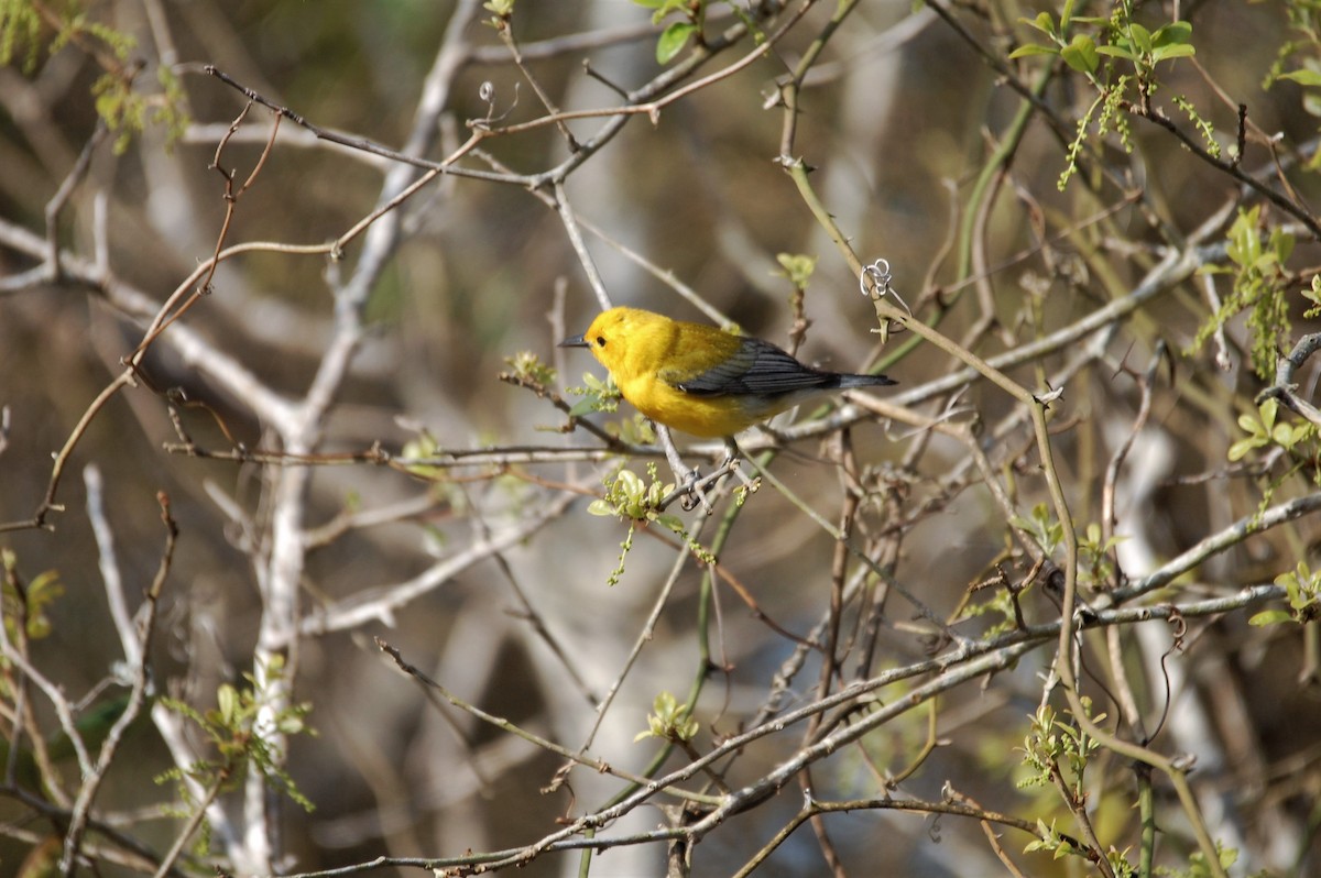 Prothonotary Warbler - ML149565261