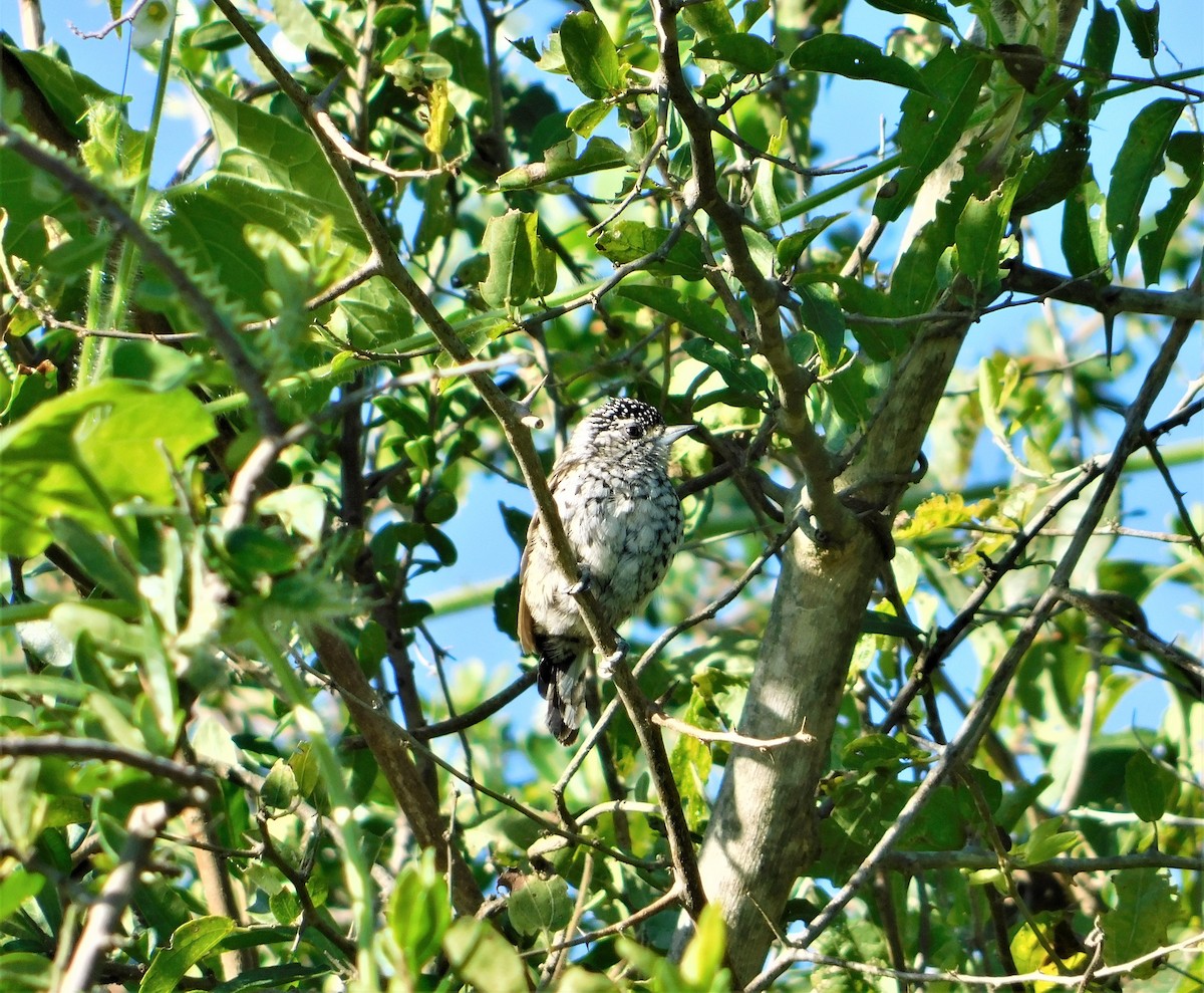 White-barred Piculet - ML149565351