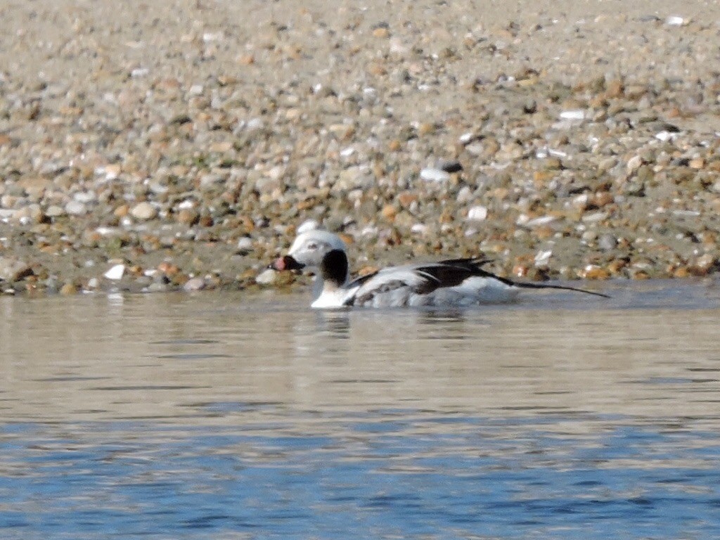 Long-tailed Duck - ML149567141