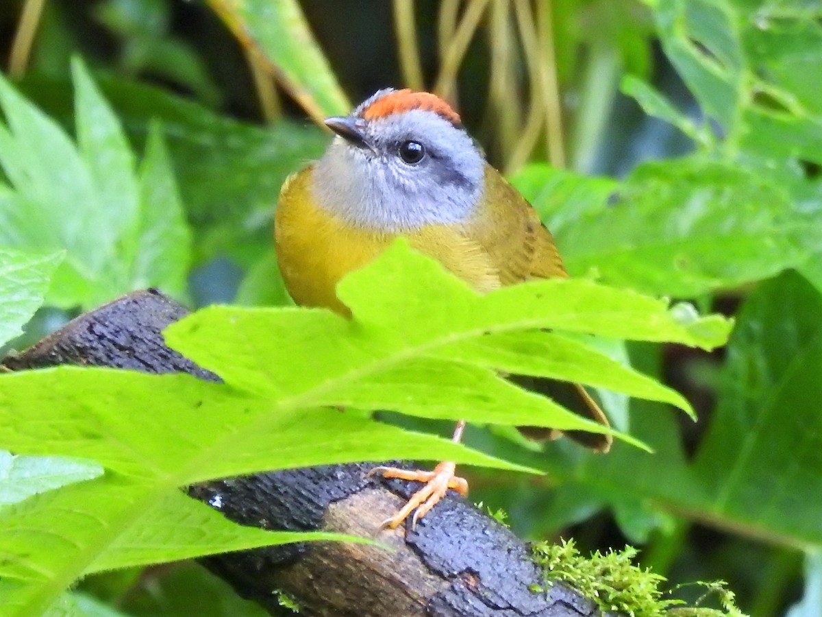 Russet-crowned Warbler - Dennis S Main