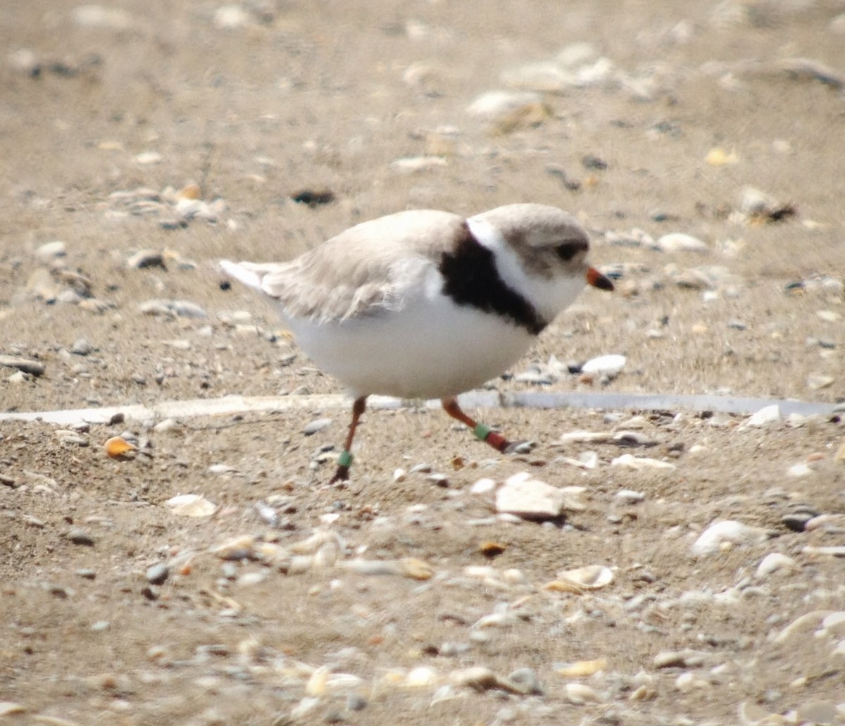 Piping Plover - ML149568871