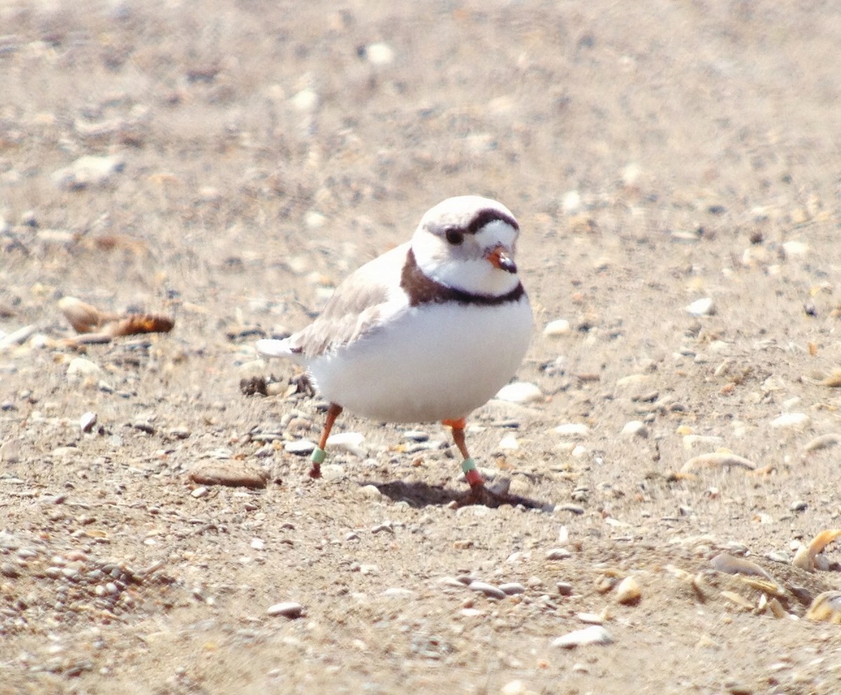 Piping Plover - ML149568881