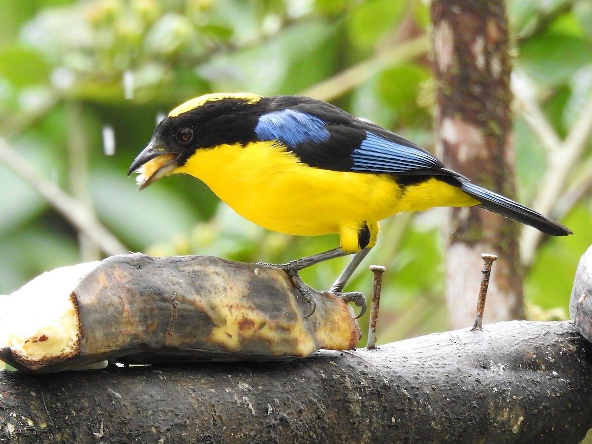 Blue-winged Mountain Tanager - ML149570811
