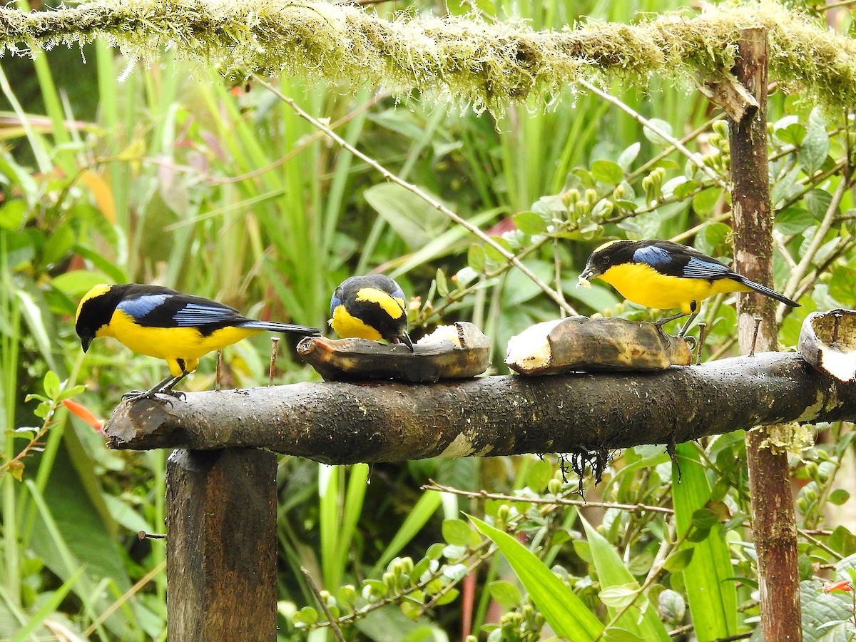 Blue-winged Mountain Tanager - ML149570821