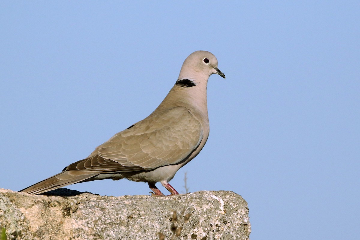 Eurasian Collared-Dove - Scott Olmstead