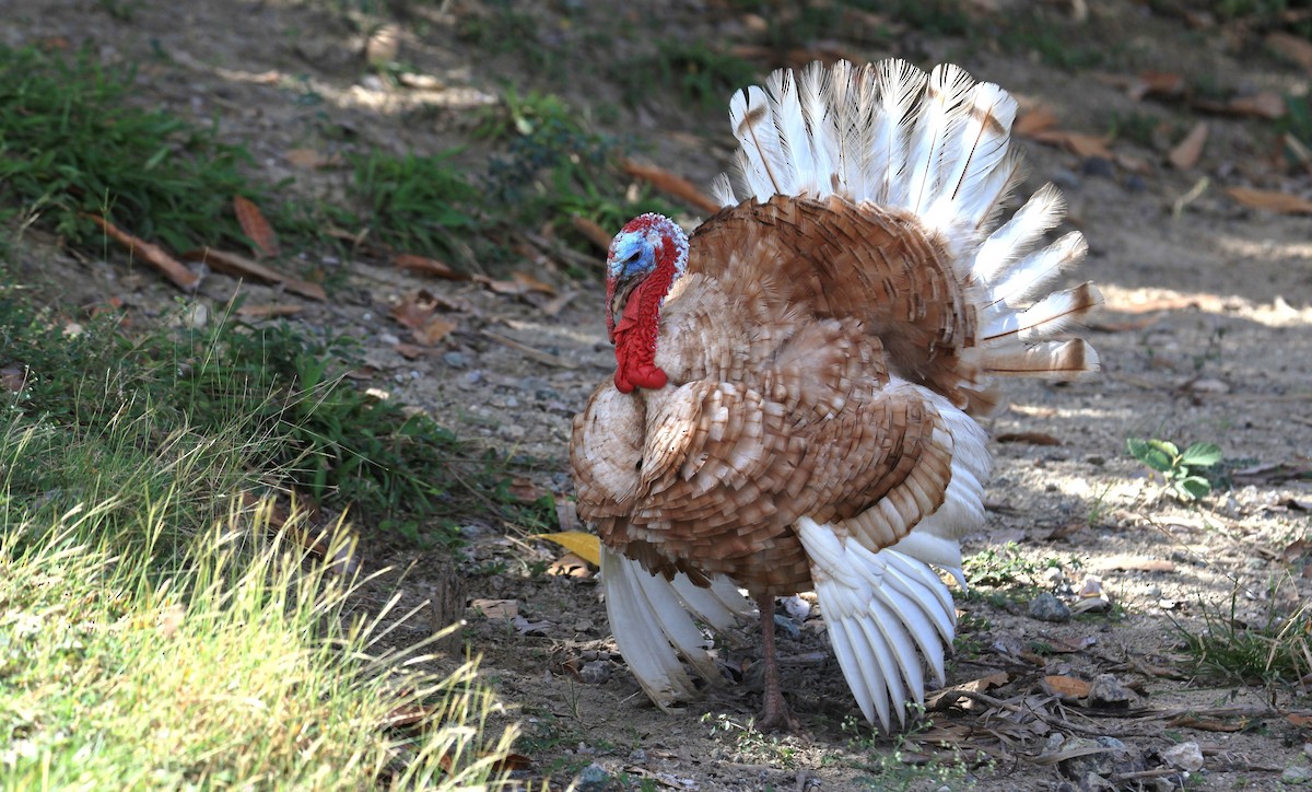 Wild Turkey (Domestic type) - Diane St-Jacques