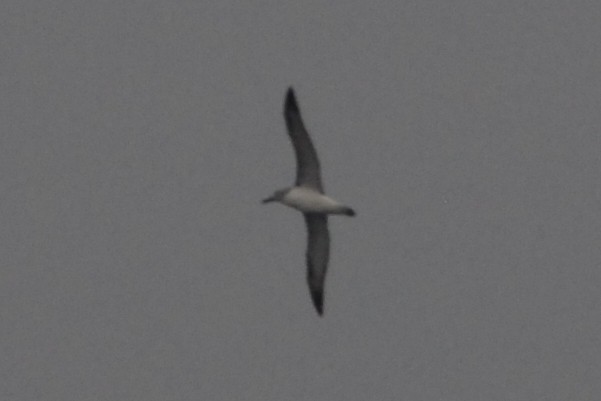 albatros snarský - ML149572021
