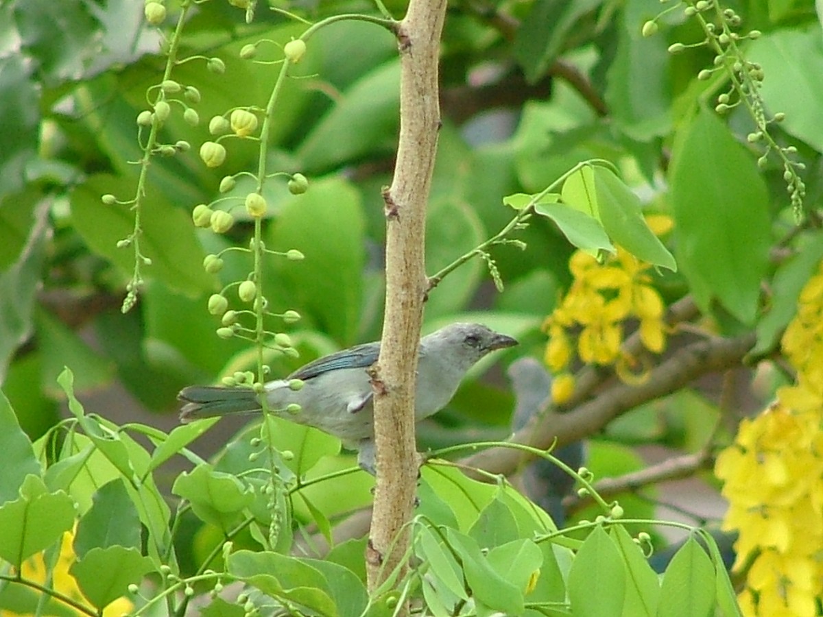 Blue-gray Tanager - Chris Anderson