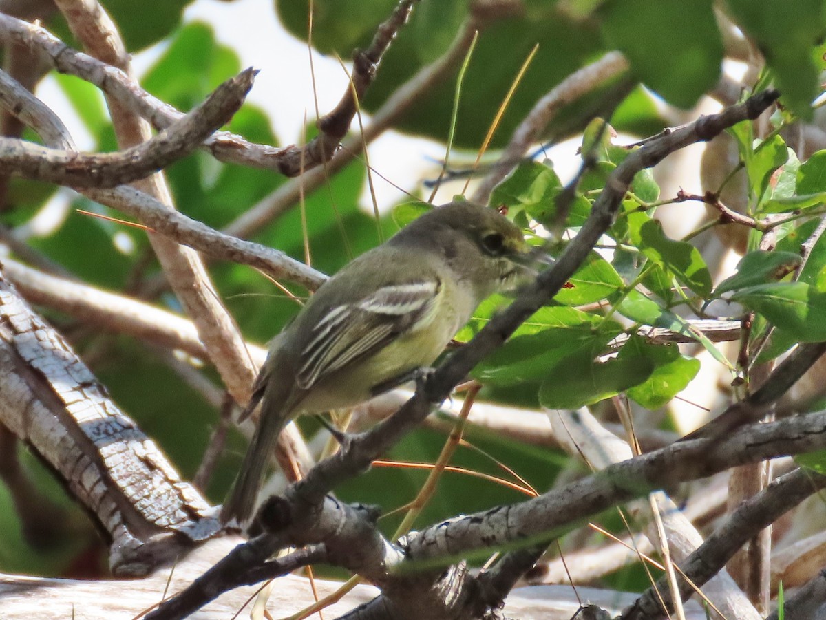 Thick-billed Vireo - ML149573961