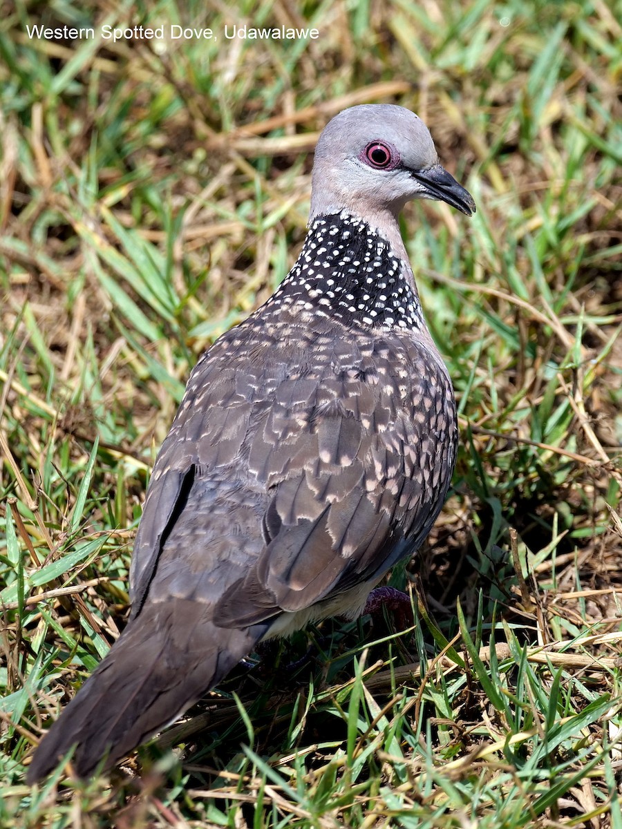Spotted Dove - ML149574181