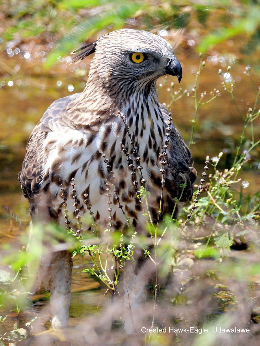 Changeable Hawk-Eagle (Crested) - ML149574941