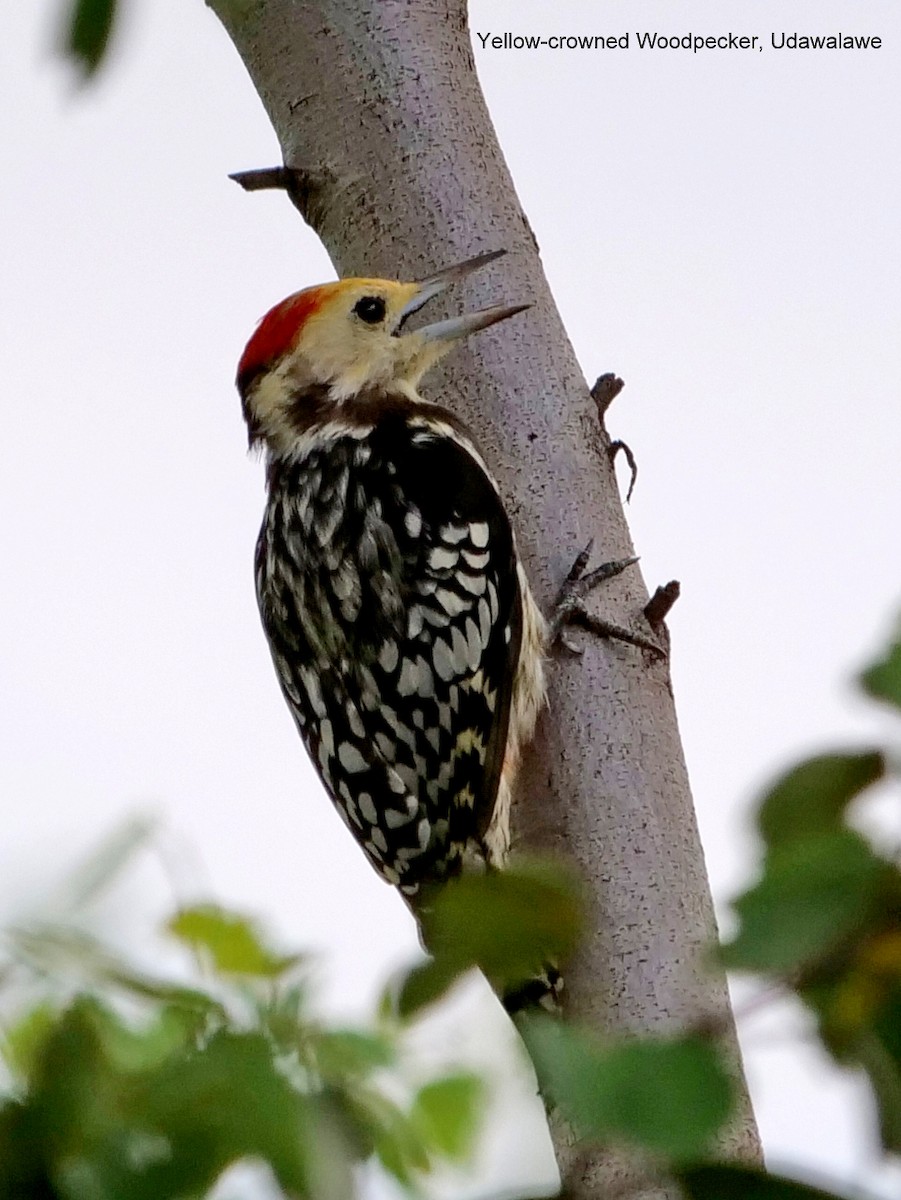 Yellow-crowned Woodpecker - ML149575051