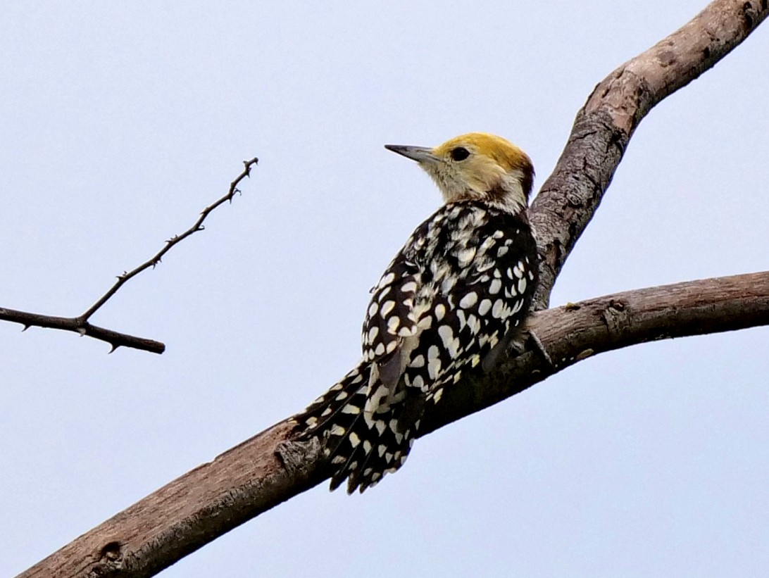 Yellow-crowned Woodpecker - ML149575781
