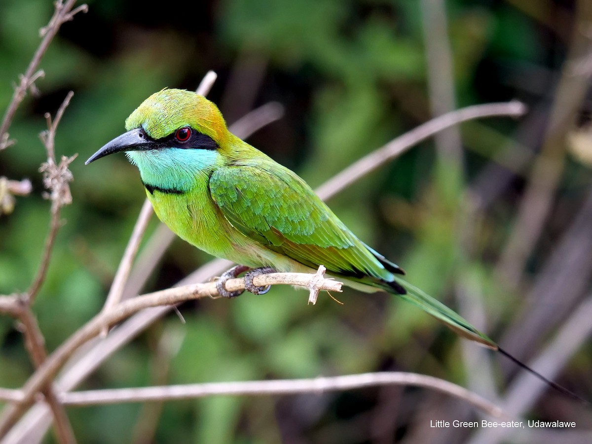 Asian Green Bee-eater - Peter Edmonds