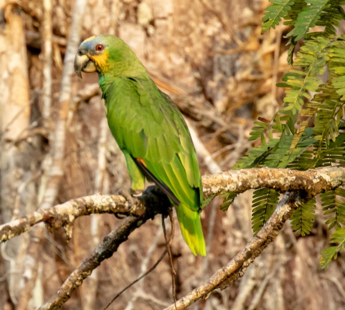 Orange-winged Parrot - Susan Mac