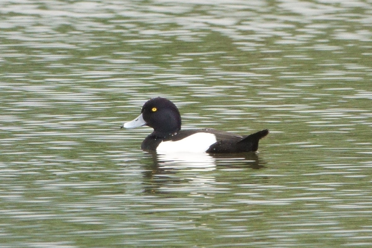 Greater Scaup - ML149579351