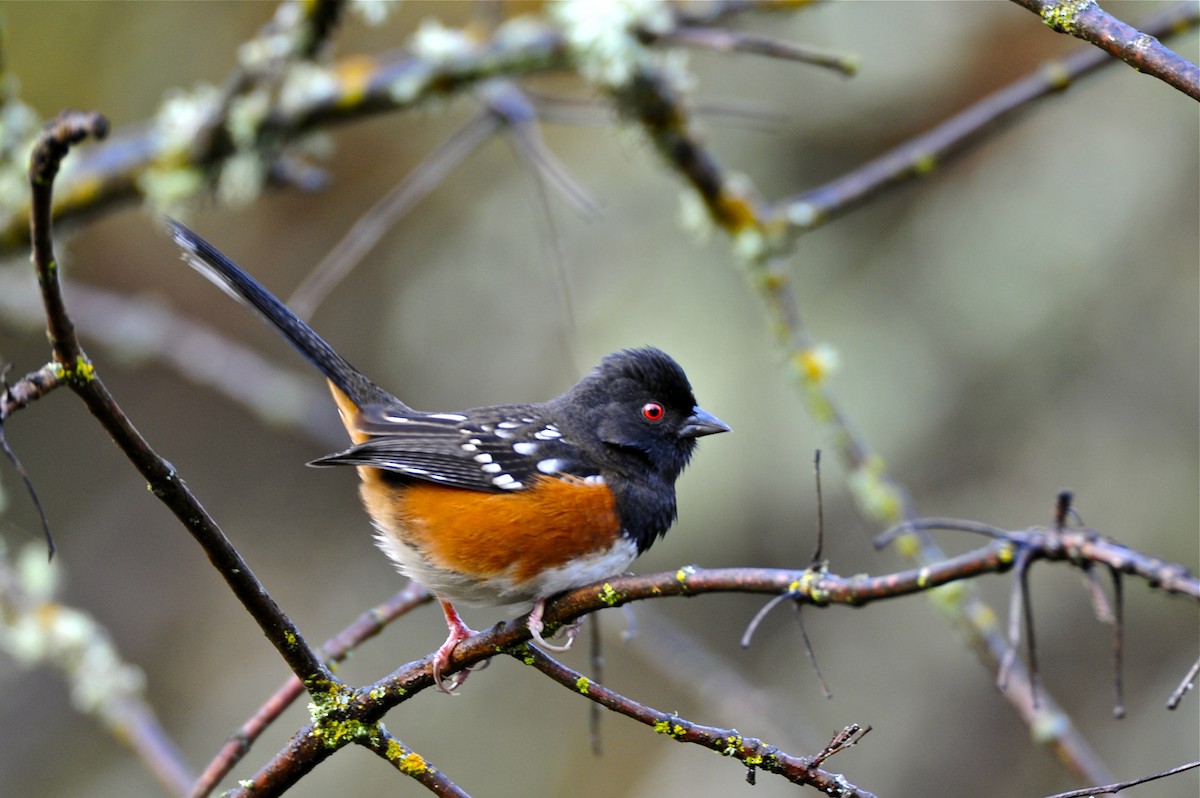 Spotted Towhee - Gerald Friesen