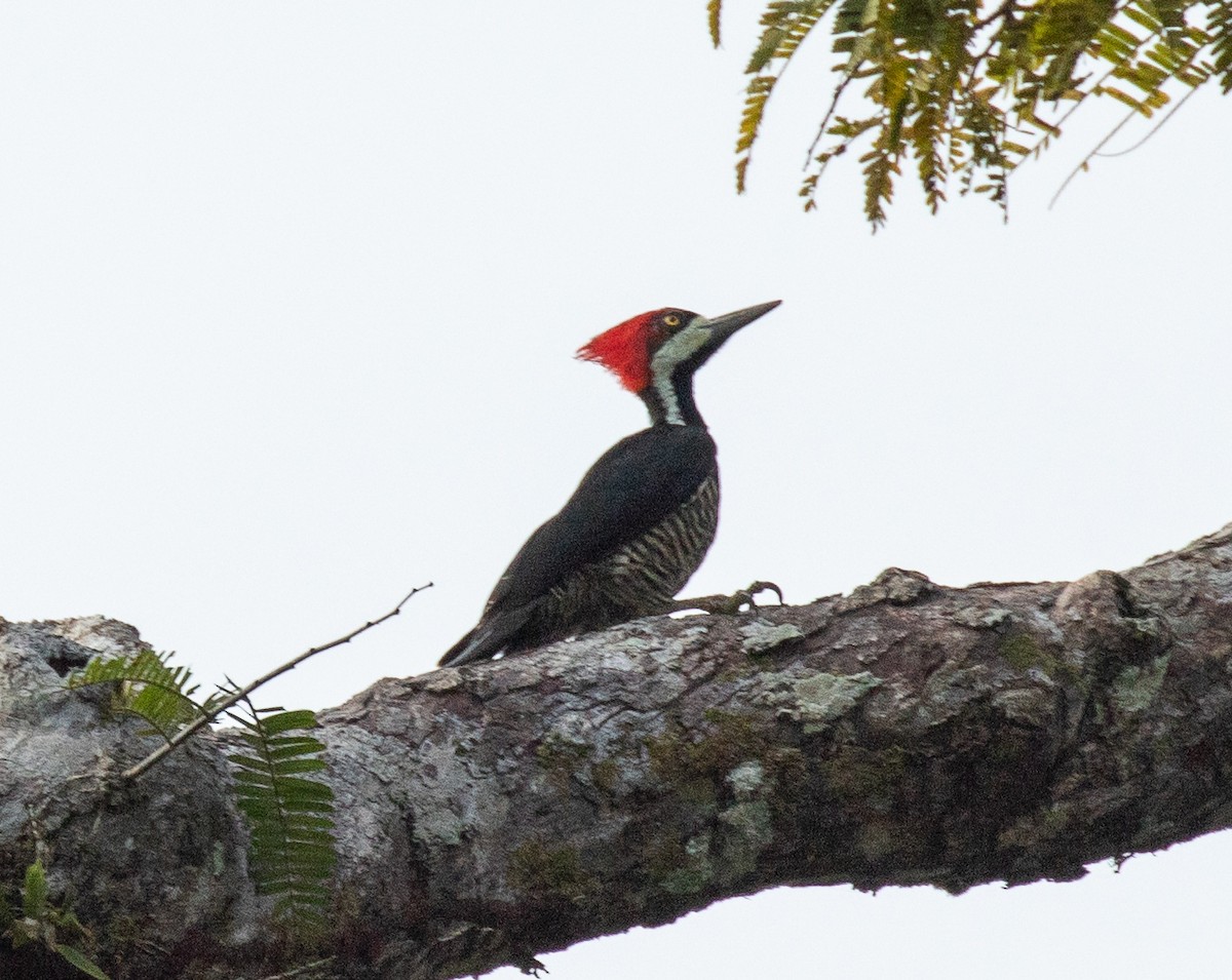Crimson-crested Woodpecker - Susan Mac