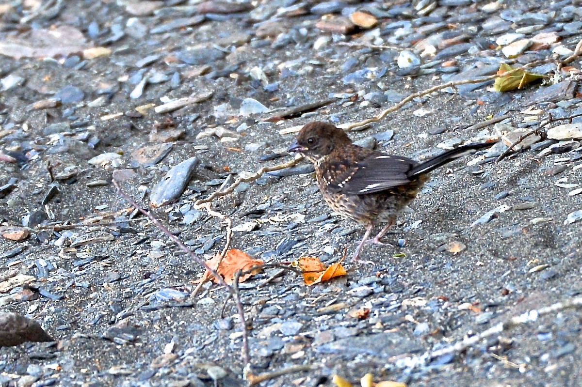 Spotted Towhee - ML149581341