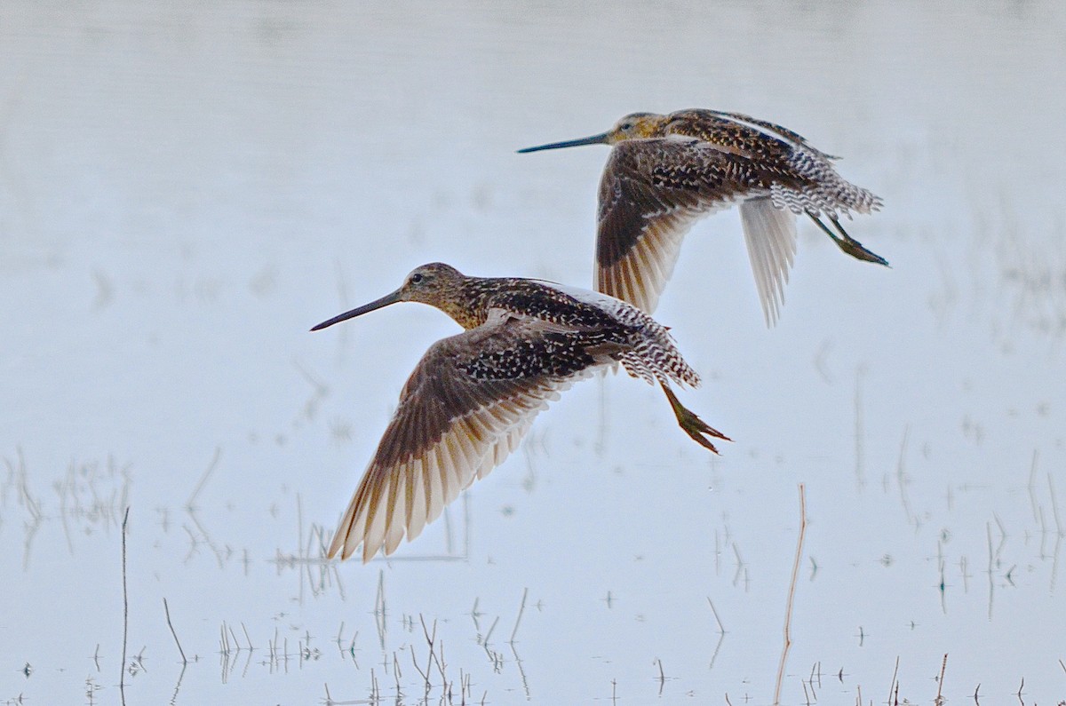 Long-billed Dowitcher - ML149582761