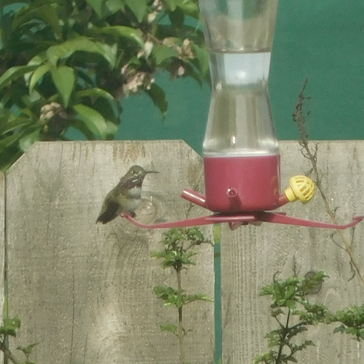 Calliope Hummingbird - Dane Fagundes