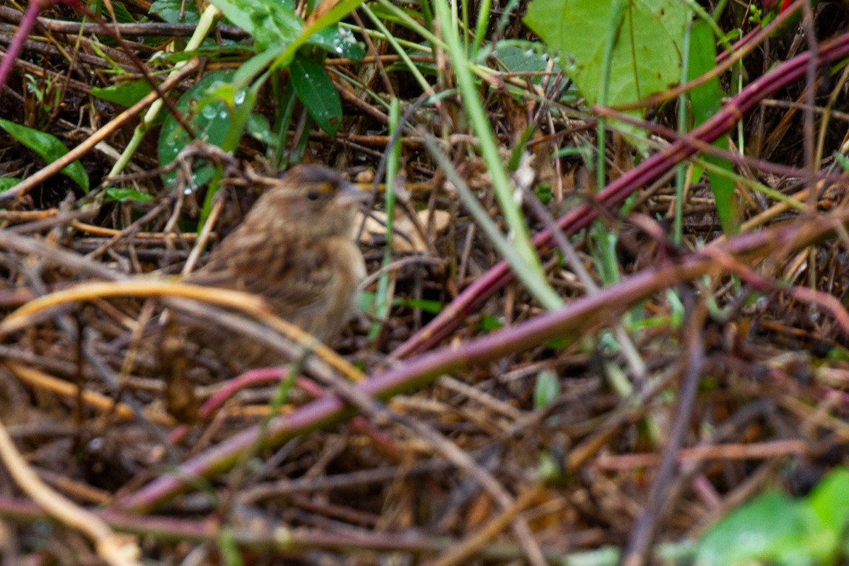 Grassland Sparrow - Doug Korver