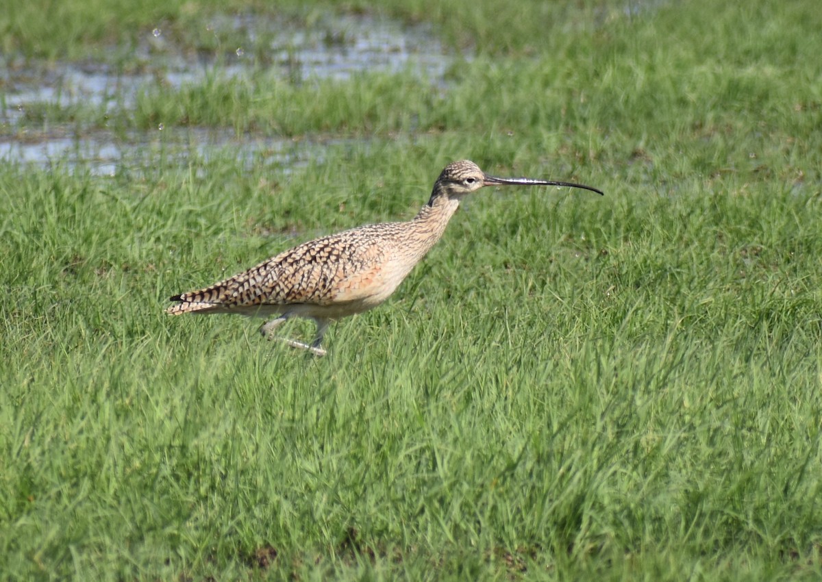 Long-billed Curlew - ML149585511