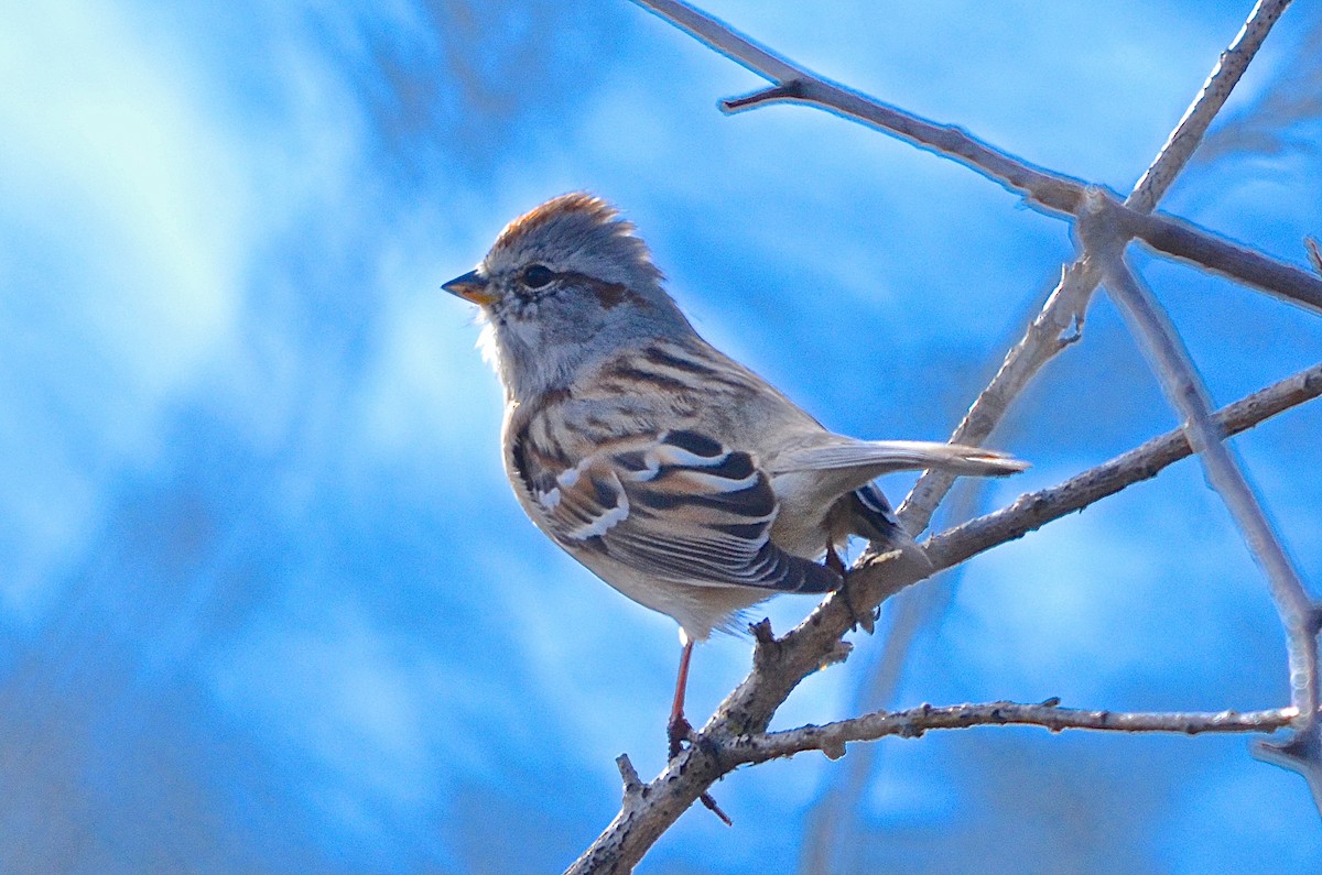 American Tree Sparrow - Roger Beardmore