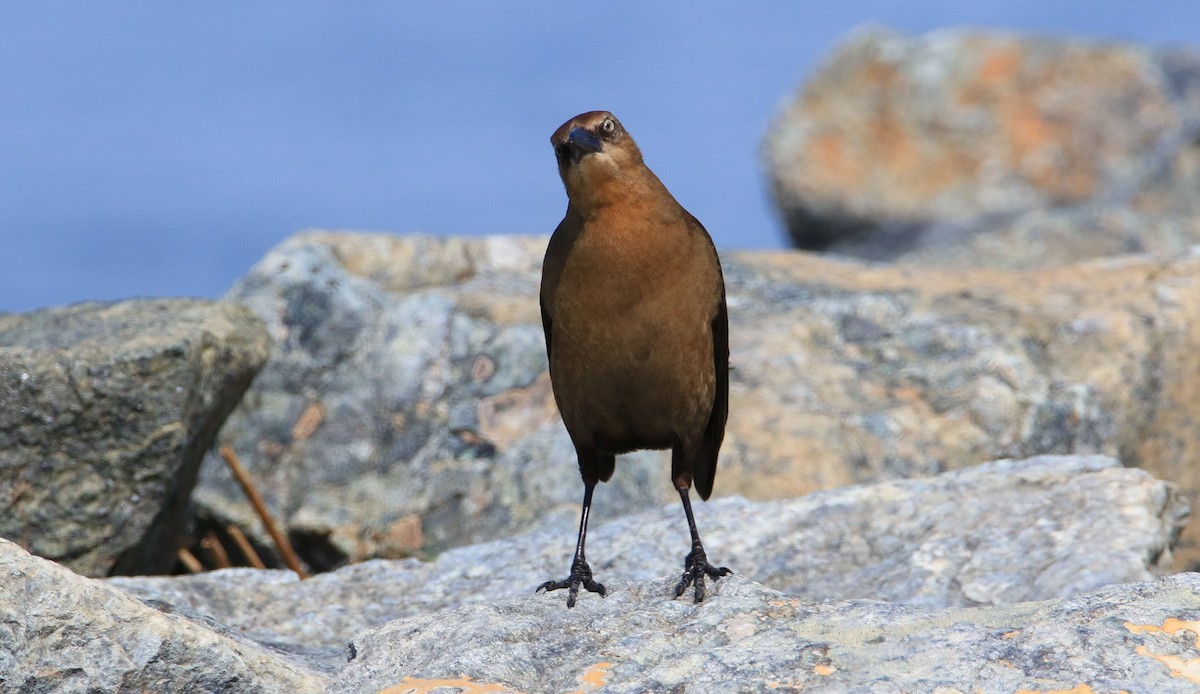 Boat-tailed Grackle - Jeff Holmes