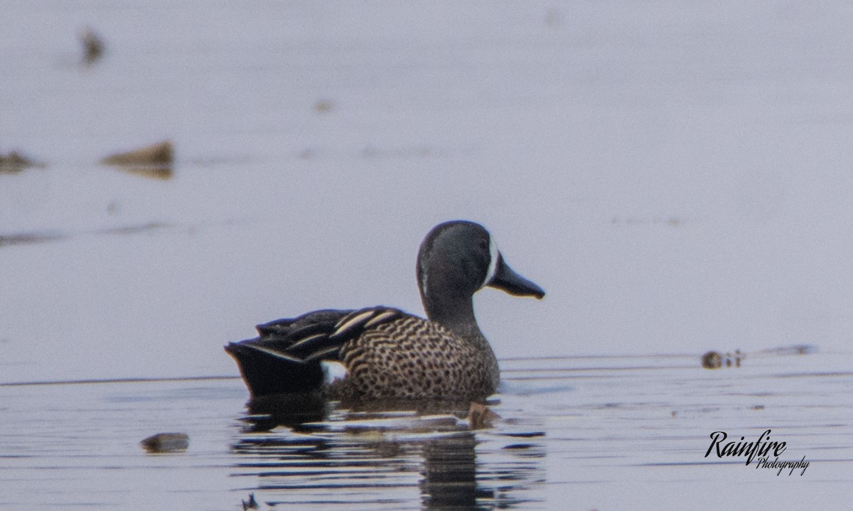 Blue-winged Teal - ML149590681