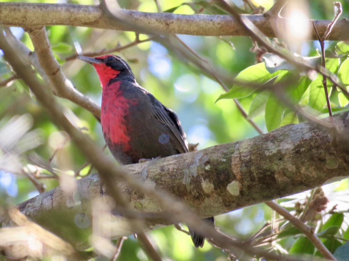 Rosy Thrush-Tanager - Mike Hearell
