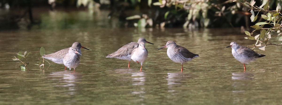 Spotted Redshank - ML149591181